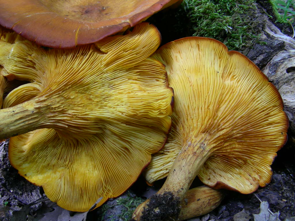 Variabilit� di Omphalotus olearius